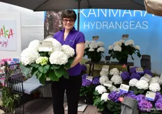 Joan Mazat of Ball Ingenuity holding the Kanmara Hydrangea. "It is a new generation of hydrangea with large blooms that will thrive in any shaded area." It is bred by HBA and supplied as dormant product (done by Aldershot). Currently, the Kanmara series consists of 5 colors.